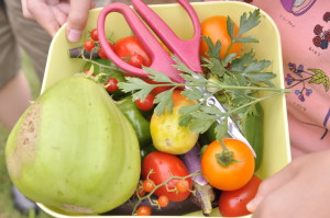 カゴの中のの収穫野菜